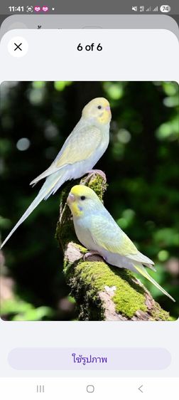 หงส์หยกเรนโบว์