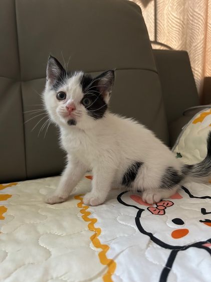 สก็อตติช โฟลด์ (Scottish Fold) ลูกแมวสก๊อตติชผสม