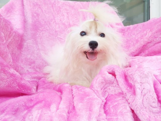 มอติพูเพศผู้วัคซีนครบ รูปที่ 7