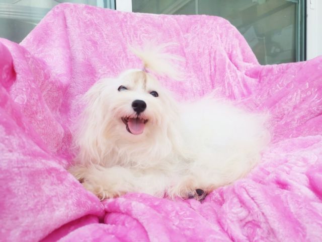 มอติพูเพศผู้วัคซีนครบ รูปที่ 5