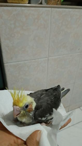 ลูกนกคอกคาเทล ฟัก 1 ม ค 69  รูปที่ 7