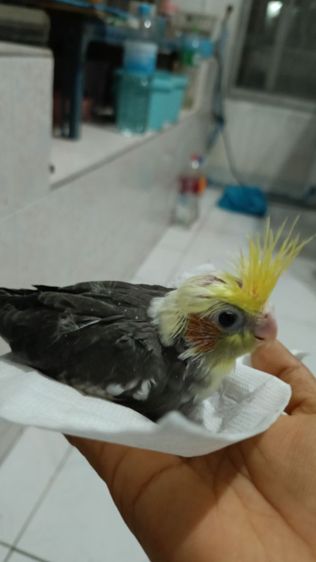 ลูกนกคอกคาเทล ฟัก 1 ม ค 69  รูปที่ 10