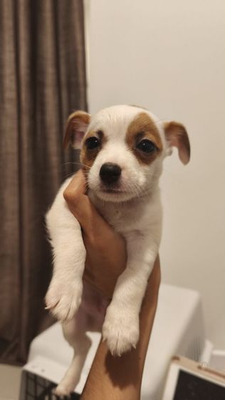 แจ็ครัสเซลล์ ผสม ทรงสวย 