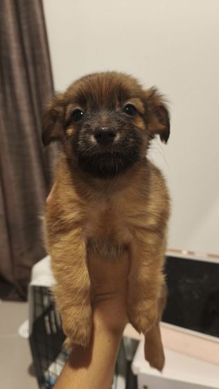 แจ็ค รัสเซลล์ (Jack Russell) เล็ก ชิวาว่า ผสม แจ๊ครัสเซลล์ 