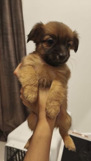 ชิวาว่า ผสม แจ๊ครัสเซลล์  รูปที่ 2