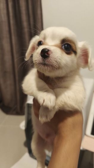 ชาย ชิวาว่า ผสม แจ๊ครัสเซลล์ สีขาว รูปที่ 3