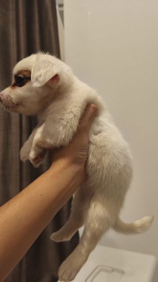 ชาย ชิวาว่า ผสม แจ๊ครัสเซลล์ สีขาว รูปที่ 4