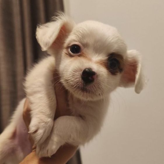 แจ็ค รัสเซลล์ (Jack Russell) เล็ก ชาย ชิวาว่า ผสม แจ๊ครัสเซลล์ สีขาว