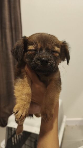 แจ็ค รัสเซลล์ (Jack Russell) เล็ก เด็กหญิง แจ๊ครัสเซลล์ ผสม ชิวาว่า