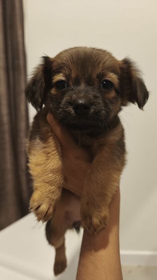 เด็กหญิง แจ๊ครัสเซลล์ ผสม ชิวาว่า รูปที่ 2