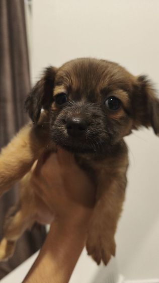 เด็กหญิง แจ๊ครัสเซลล์ ผสม ชิวาว่า รูปที่ 3