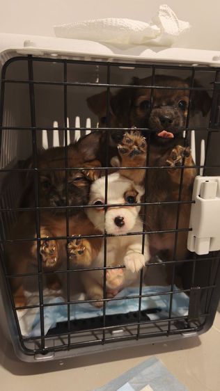 เด็กหญิง แจ๊ครัสเซลล์ ผสม ชิวาว่า รูปที่ 4