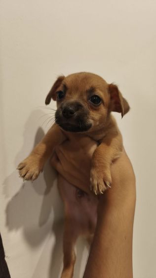 ช แจ๊ครัสเซล ผสม ชิวาว่า รูปที่ 3