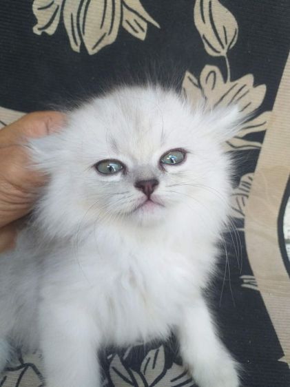 ขายแมวเปอร์เซีย รูปที่ 2