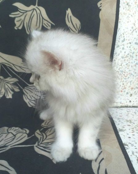 ขายแมวเปอร์เซีย รูปที่ 5