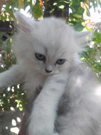 ขายแมวเปอร์เซีย รูปที่ 4