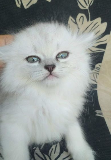 ขายแมวเปอร์เซีย