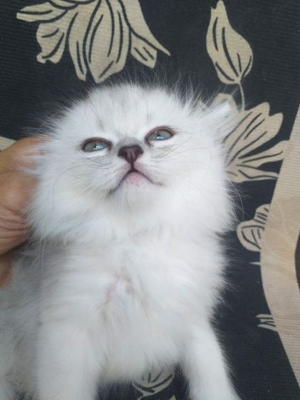 ขายแมวเปอร์เซีย รูปที่ 3