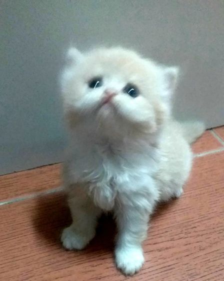 ขายแมวเปอร์เซียหุ่นหมี