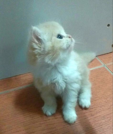 ขายแมวเปอร์เซียหุ่นหมี รูปที่ 4