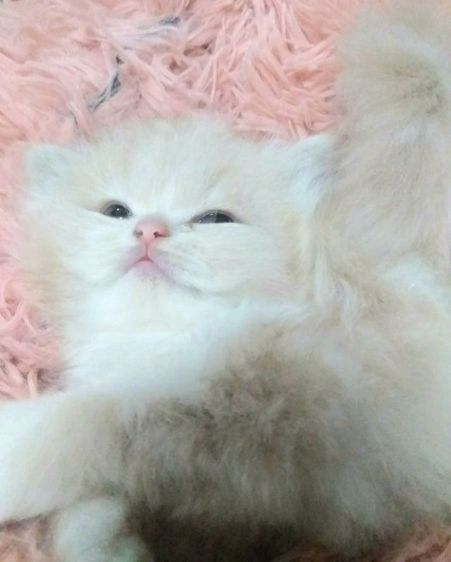 ขายแมวเปอร์เซียหุ่นหมี รูปที่ 2