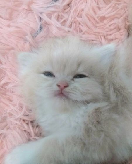ขายแมวเปอร์เซียหุ่นหมี รูปที่ 3