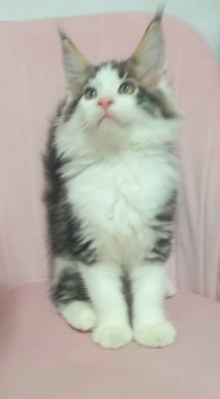 เมนคูน (Maine Coon) ขายแมวเมนคูน