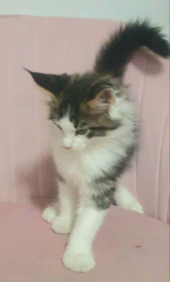 ขายแมวเมนคูน รูปที่ 2