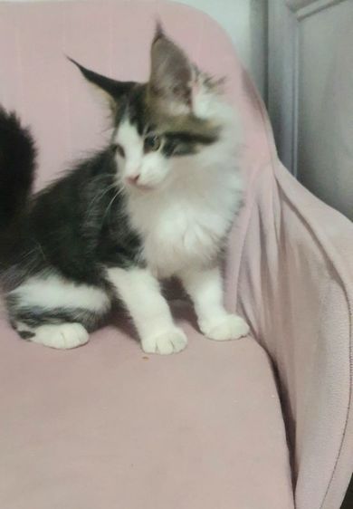 ขายแมวเมนคูน รูปที่ 4