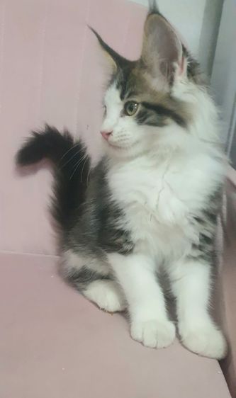 ขายแมวเมนคูน รูปที่ 5