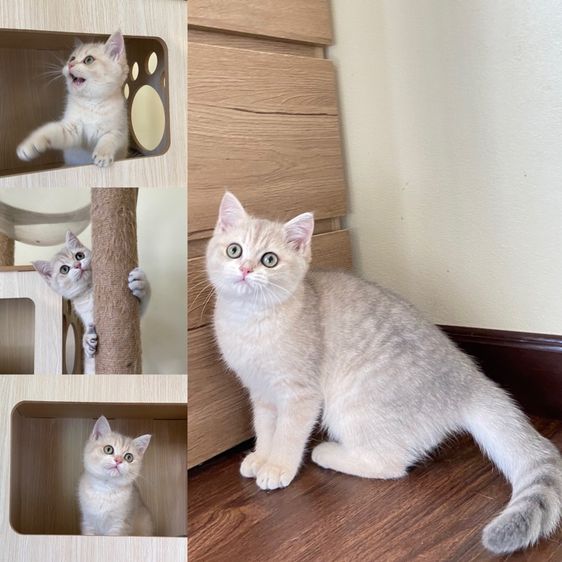 สาวน้อยบริติชช็อตแฮร์wcf(ay24)