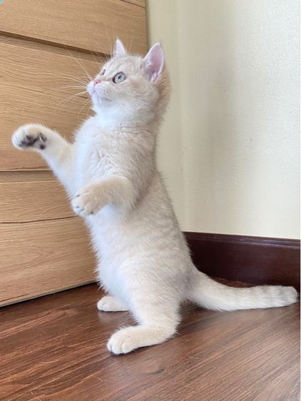 สาวน้อยบริติชช็อตแฮร์wcf(ay24) รูปที่ 3