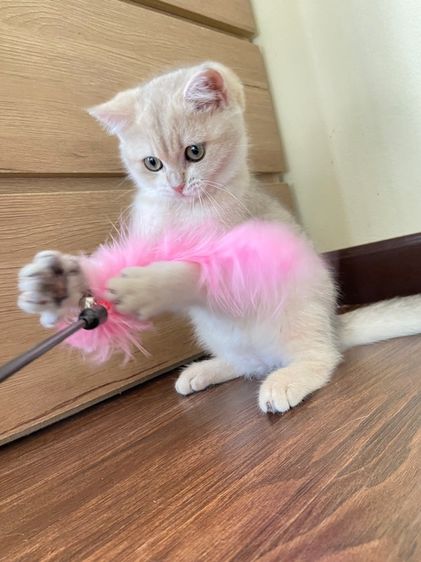 สาวน้อยบริติชช็อตแฮร์wcf(ay24) รูปที่ 9