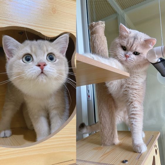 สาวน้อยบริติชช็อตแฮร์wcf(ay24) รูปที่ 11