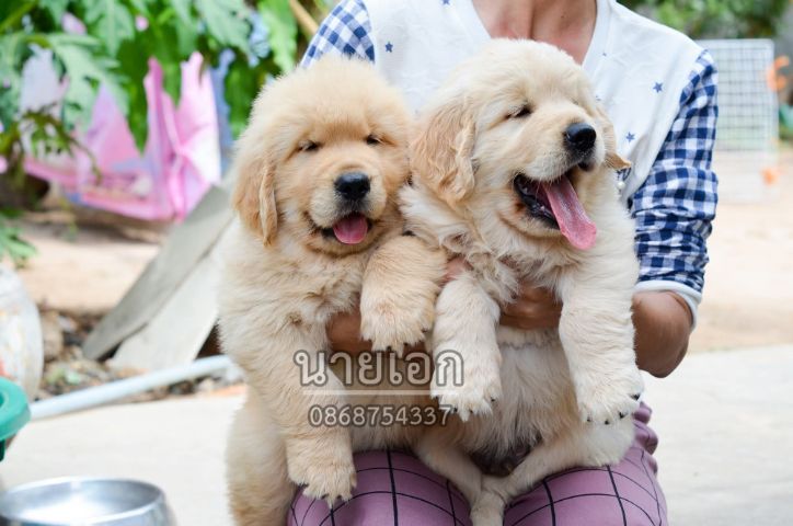 ลูกโกลเด้นแท้ โครงสร้างดี รูปที่ 2