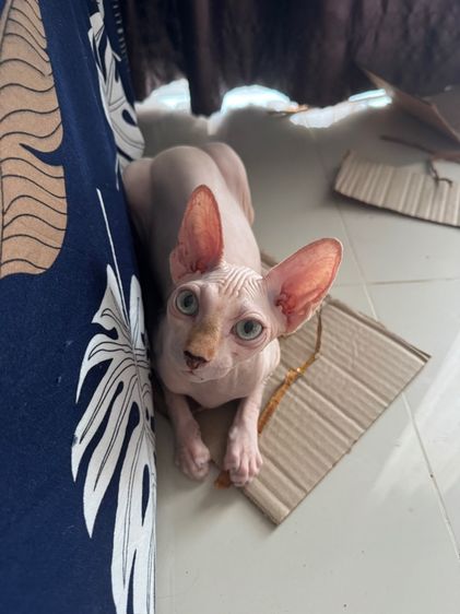 แมวสฟิงซ์ รูปที่ 2