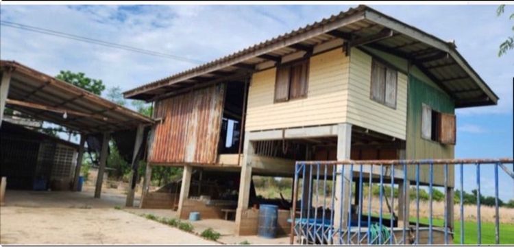 ขายที่นา 103 ไร่พร้อมบ้านที่วัดน้ำทรง อุทัยธานี