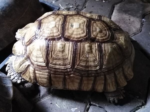 เต่าซูคาต้า เหลืองสวย รูปที่ 5