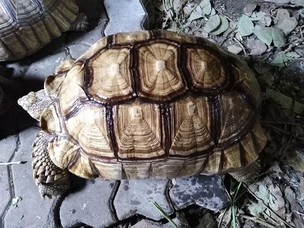 เต่าซูคาต้า เหลืองสวย รูปที่ 2