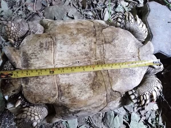 เต่าซูคาต้า เหลืองสวย รูปที่ 3