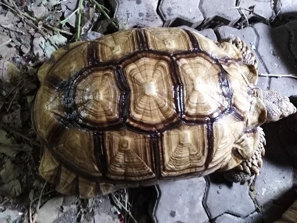 เต่าซูคาต้า เหลืองสวย