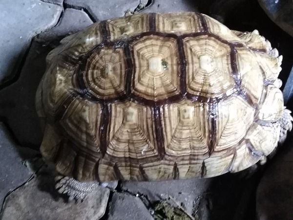 เต่าซูคาต้า เหลืองสวย รูปที่ 4