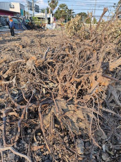 รับขุดตอยูคา ขุดรากไม้ ขนทิ้งหรือฝังกลบ ปรับพื้นที่ พัฒนาให้เช่า รูปที่ 8