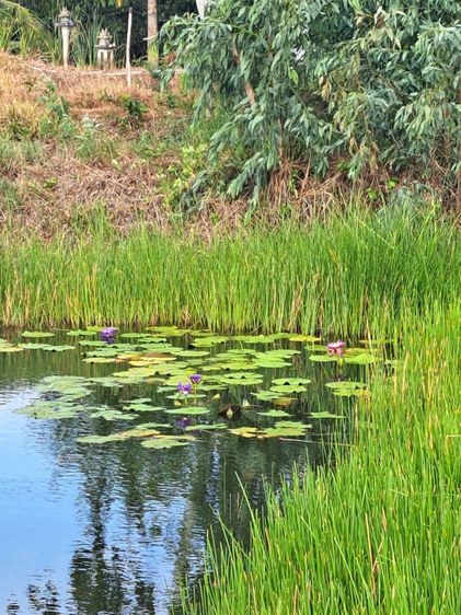 ที่ดิน นครนายก