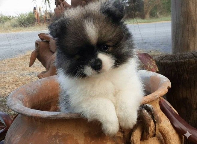 ปอมเมอเรเนียน (Pomeranian) เล็ก ปอมมินิ อายุ2เดือน เพศผู้พร้อมย้ายบ้านวัคซีนแล้ว