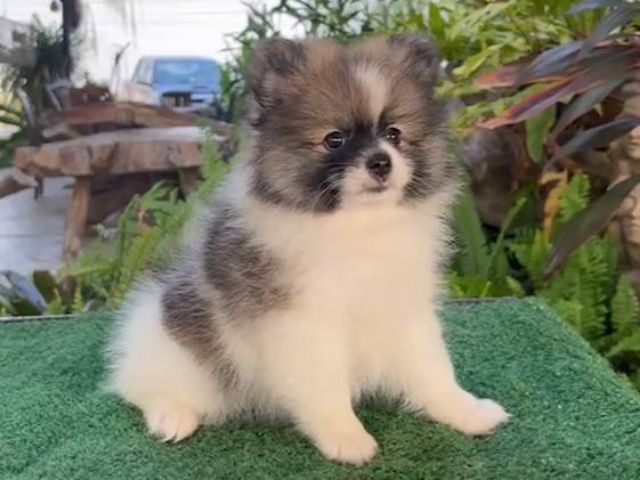 ปอมมินิ อายุ2เดือน เพศผู้พร้อมย้ายบ้านวัคซีนแล้ว รูปที่ 6