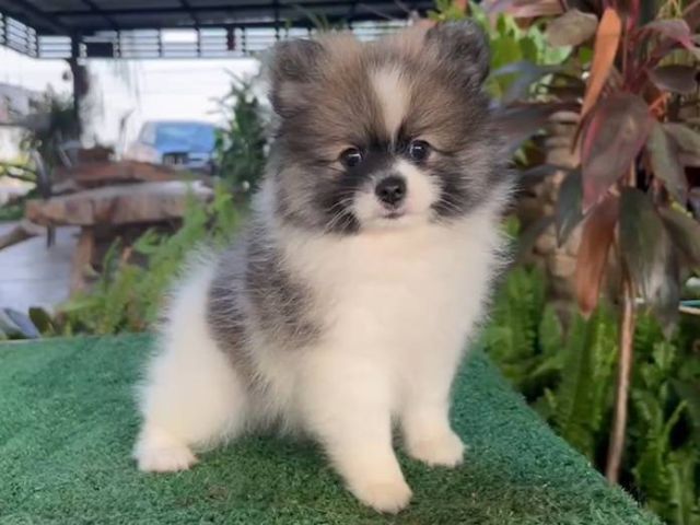 ปอมมินิ อายุ2เดือน เพศผู้พร้อมย้ายบ้านวัคซีนแล้ว รูปที่ 8