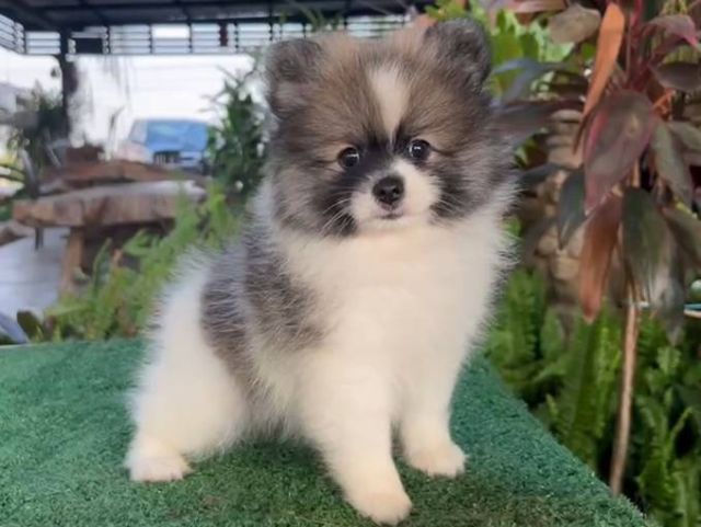 ปอมมินิ อายุ2เดือน เพศผู้พร้อมย้ายบ้านวัคซีนแล้ว รูปที่ 2