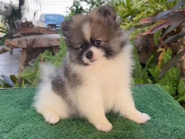 ปอมมินิ อายุ2เดือน เพศผู้พร้อมย้ายบ้านวัคซีนแล้ว รูปที่ 3