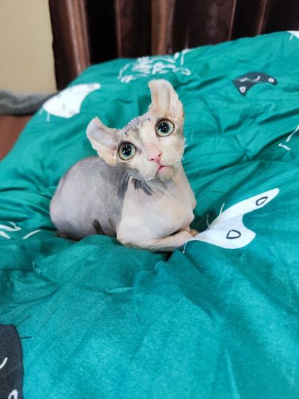 สฟิงซ์เอลฟ์ รูปที่ 8